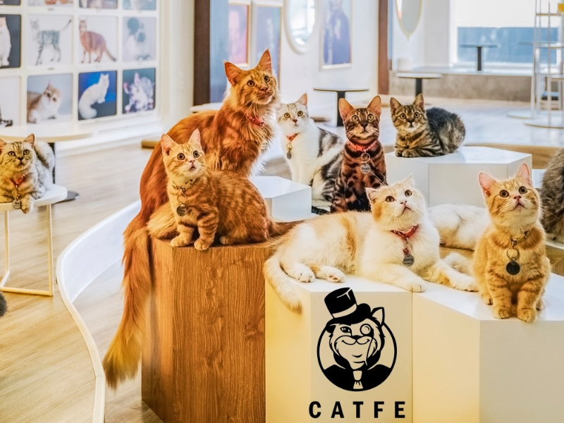 Top 11+ quán cà phê mèo siêu đáng yêu giữa lòng Sài Gòn