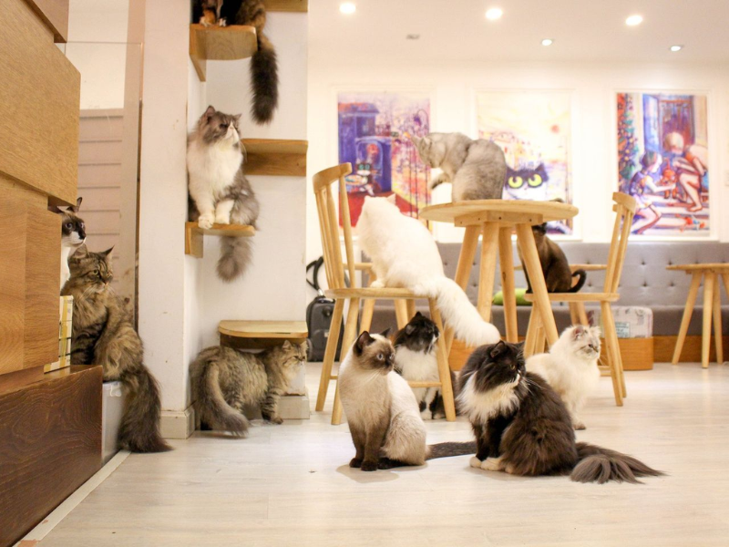 Top 11+ quán cà phê mèo siêu đáng yêu giữa lòng Sài Gòn